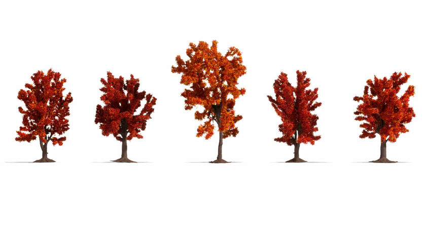 [ NO25625 ] Herfstbomen (5st) 8 - 10cm