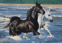  [ RAV162765 ] Ravensburger Paarden op het strand 1500 stukjes English (US)