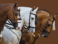 [ RAV163397 ] Ravensburger Elegante paarden 1500 stukjes